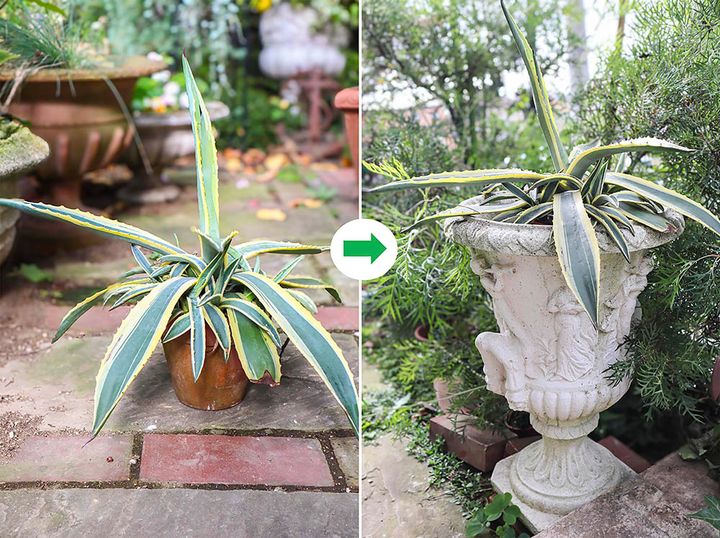 リュウゼツランの鉢植え