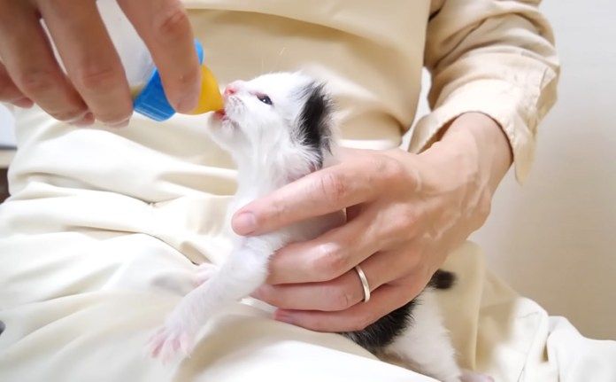 ミルクを飲む子猫