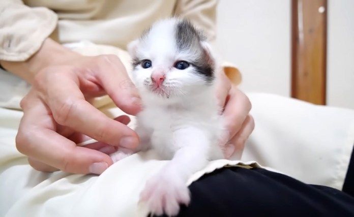 お腹を満たした子猫