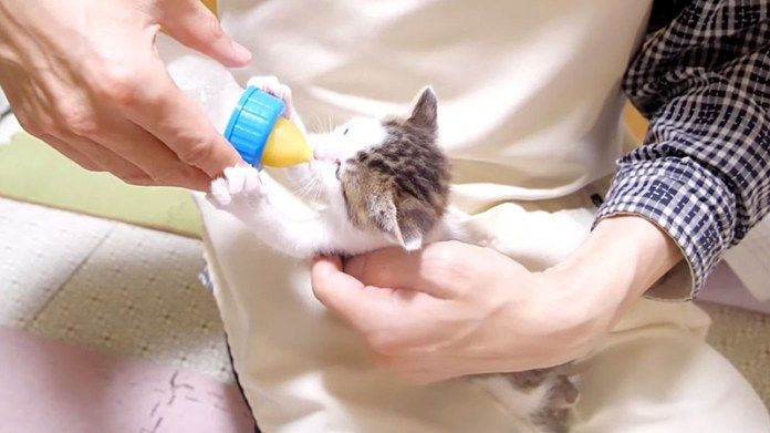 ミルクを飲む子猫