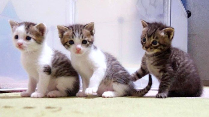 並ぶ子猫達