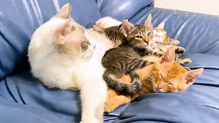 なかなか眠れない保護猫