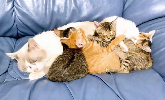 お腹に乗って寝る子猫達