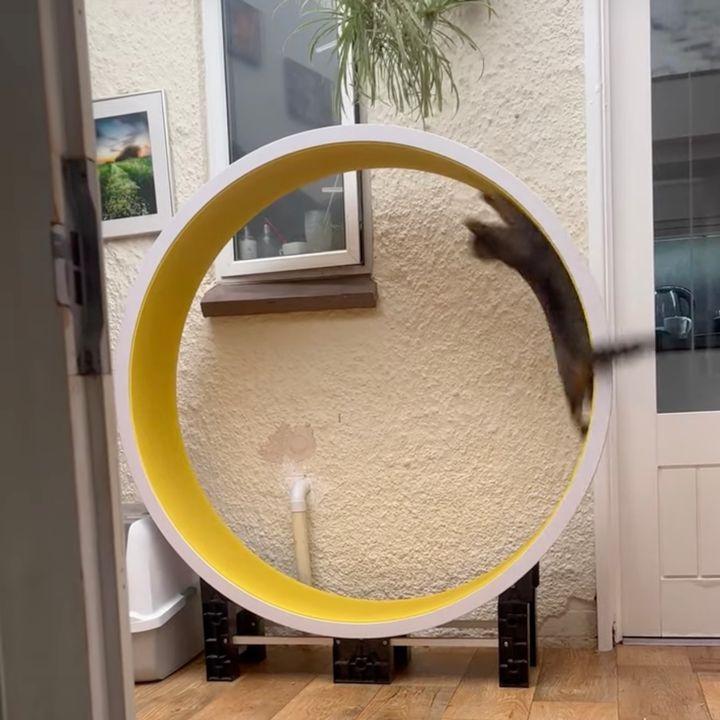 ホイールにその身を委ね回る猫、奇跡の回復譚に心はほっこり