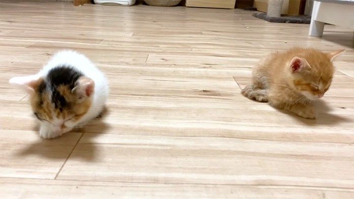 眠気に襲われた子猫達