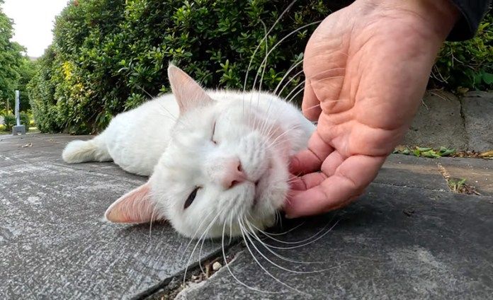 アゴを撫でられる猫