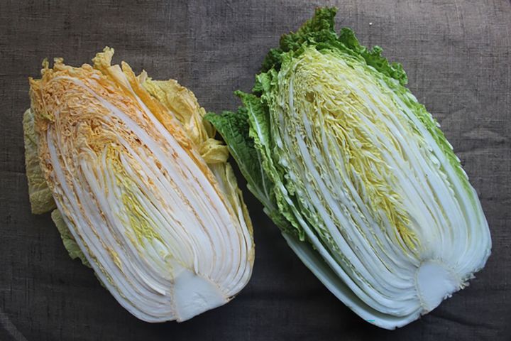 ▲一般的な黄芯白菜（右）とオレンジ白菜（左）。