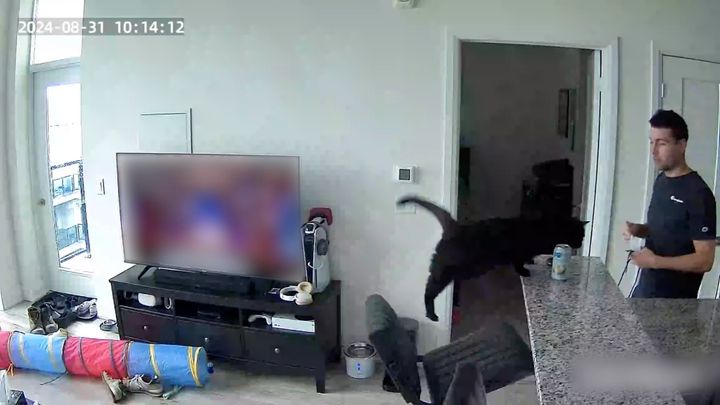 3ステップ型猫ゴラスイッチ、炭酸入り缶を飛翔させる