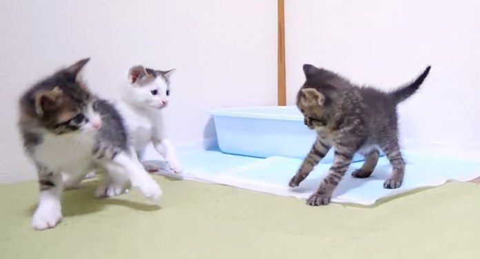 やんのかステップを繰り出す子猫