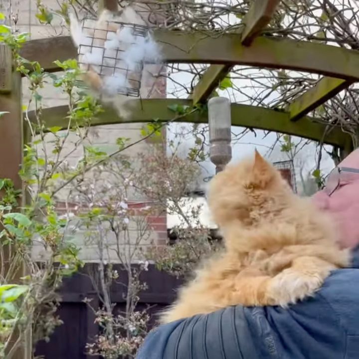 猫による心優しきヘアドーネション、アタシの猫毛を鳥さんの巣に