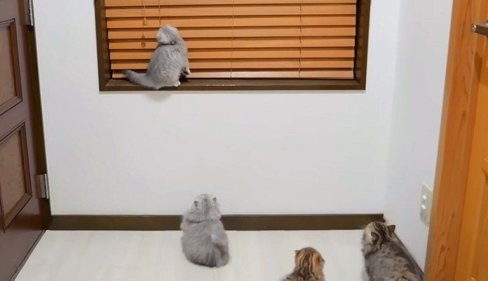 高いところに登る子猫