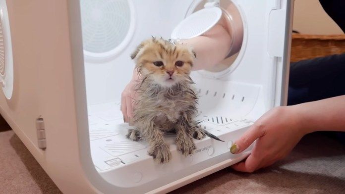 撫でられる子猫