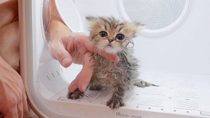 ドライハウスに入った子猫