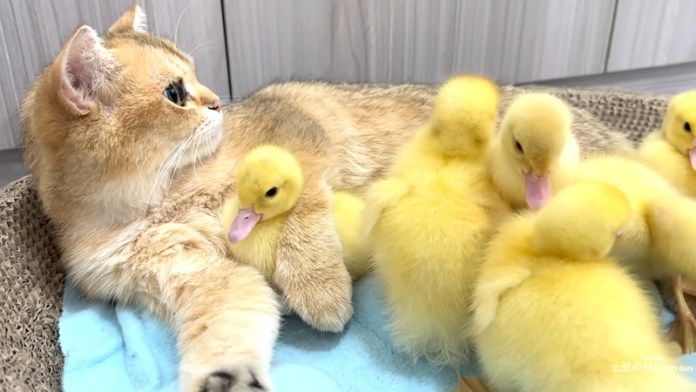 ヒナ達を育てる子猫