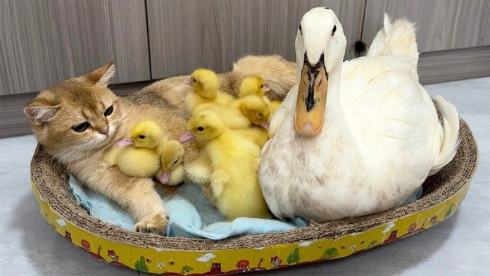 ヒナ達を世話する子猫