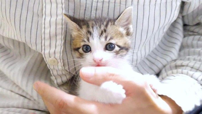 膝の上で甘える子猫