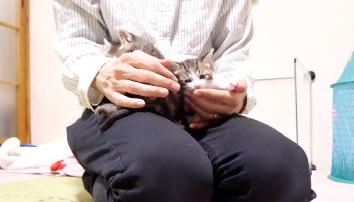 膝の上で甘える子猫達