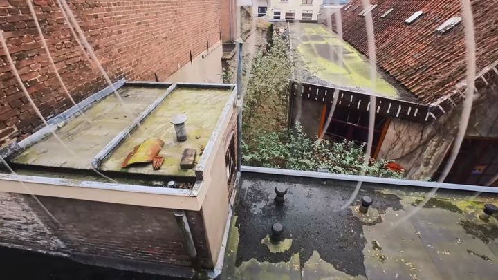 屋根裏の窓から飛び出す散策する猫、空中から見る街の姿は