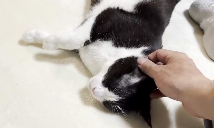 撫でられる猫