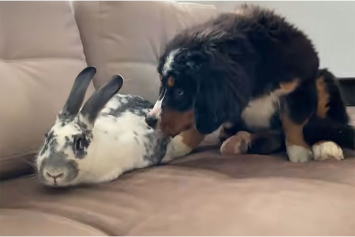 しつこく匂いを嗅がれてちょっぴりうっとうしそうなウサギにするさん…この後どうなる？