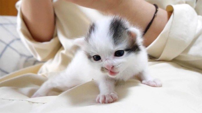 嬉しくて鳴く子猫