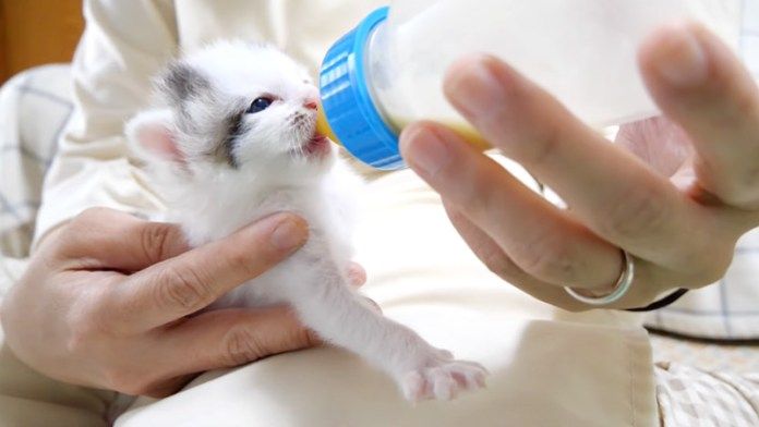 ミルクを飲む子猫