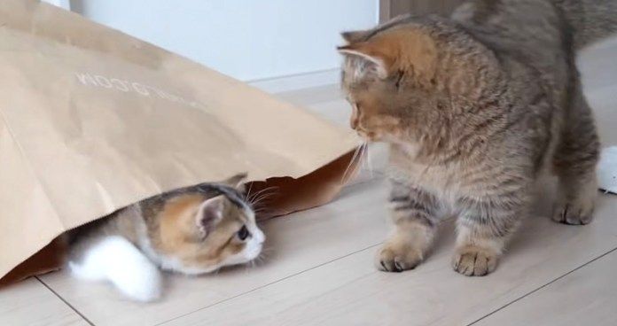 イタズラ好きの子猫