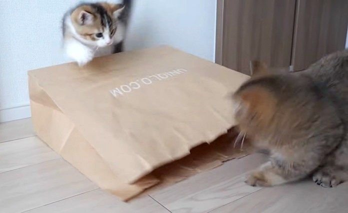 イタズラ好きの子猫