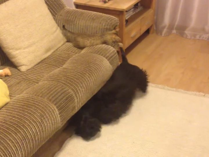 しっぽが気になる…！？