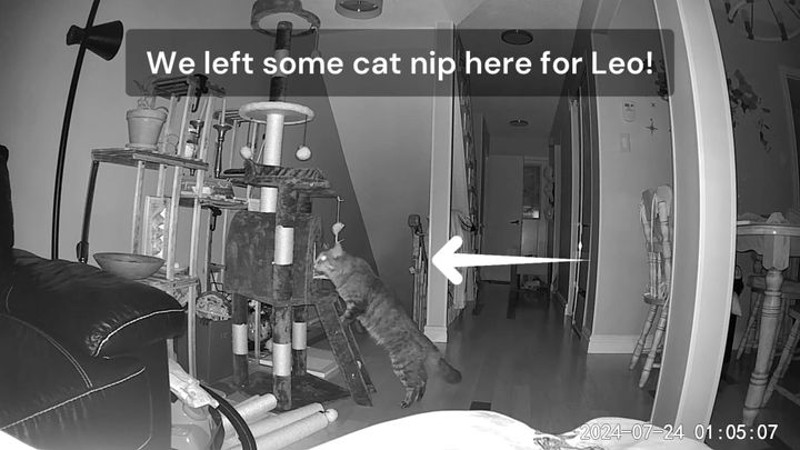 いかにして猫は家に馴れるのかを、約一週間のタイムラプスで