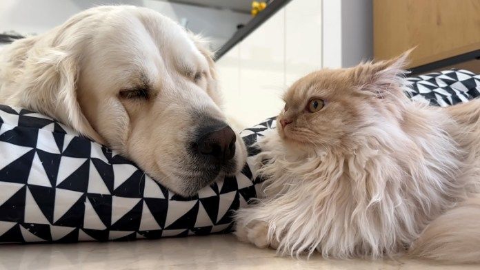 犬を見つめる猫