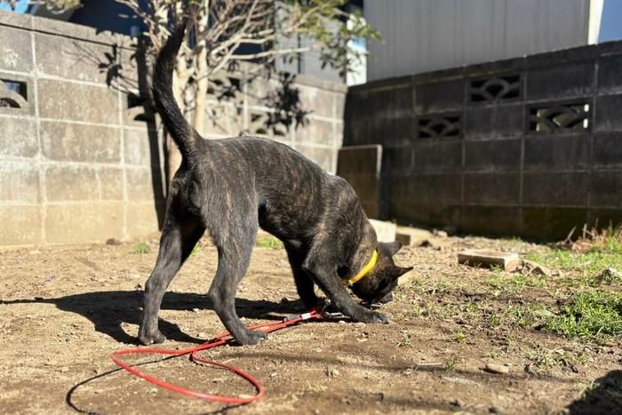 くるくるワンワンをかむ犬