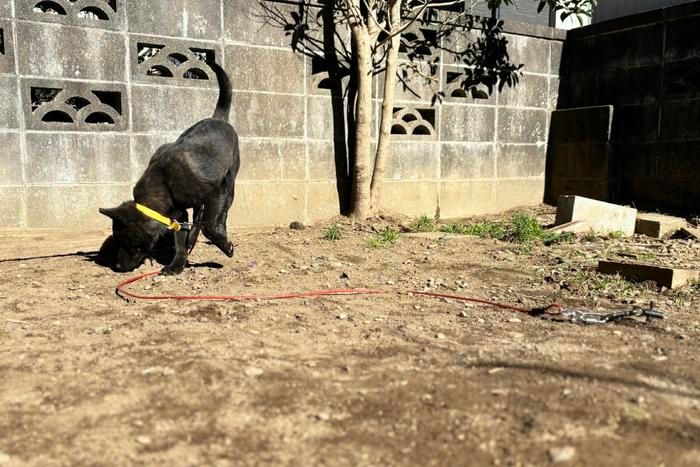 くるくるワンワンに係留した犬