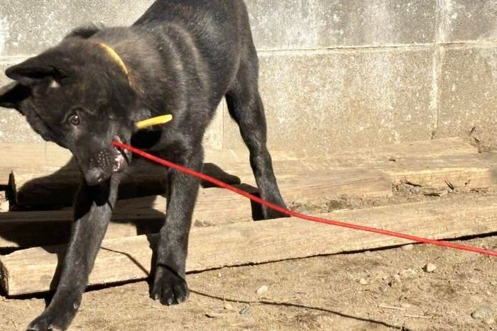 ワイヤーをかむ犬