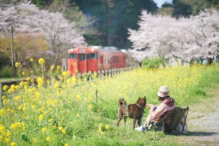 くるくるワンワンとチェアリング