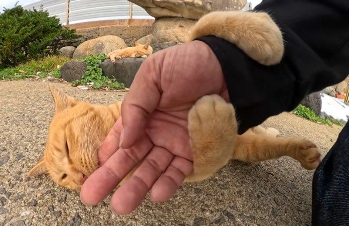 手にしがみつく猫