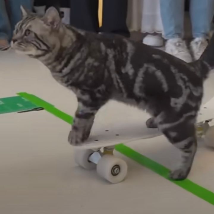 凛々しき顔の猫のスケボーギネス記録、10メートルを12.85秒で