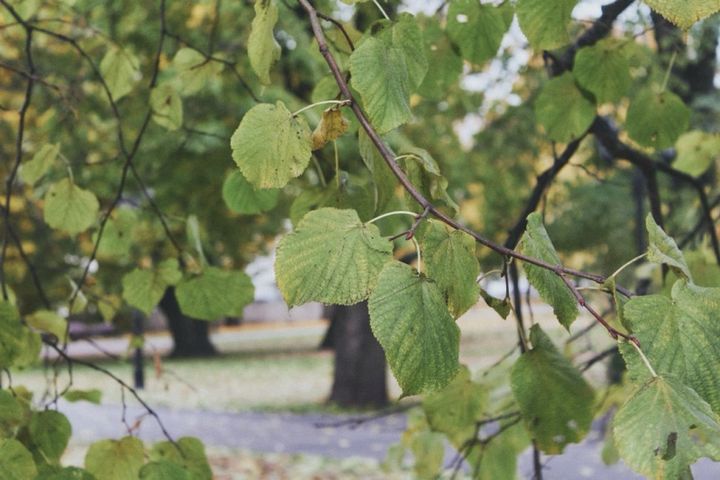 自然と歴史に彩られた国、ラトビア・リーガ探訪【トラムのある街】