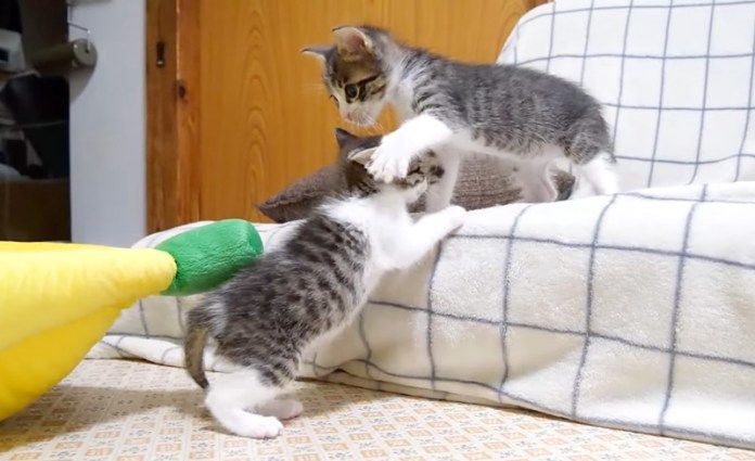 元気に遊ぶ子猫達