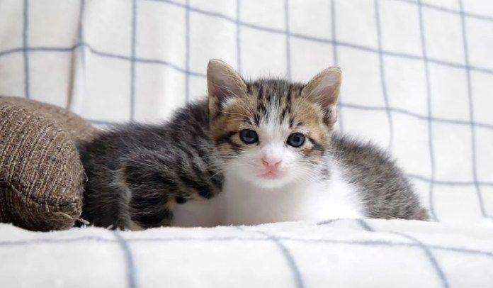 眠たそうな子猫