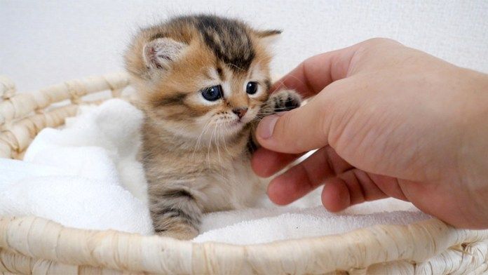 飼い主さんと遊ぶ子猫