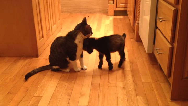 荒ぶるヤギにヘッドバッドをされた猫、予想を超えたかわいさに戸惑う