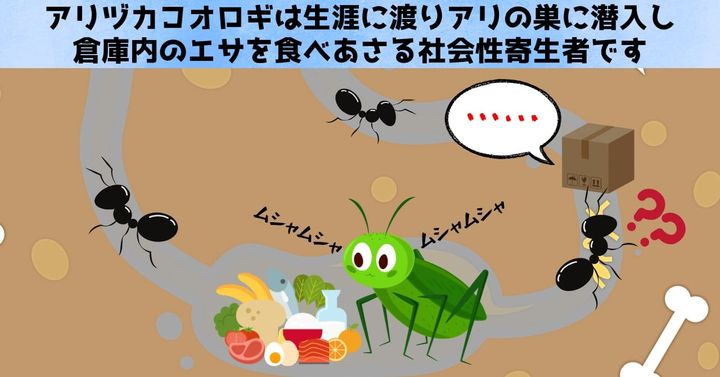 一生バレない!? アリの巣を完全攻略する“スニーキングコオロギ”の秘密を解明