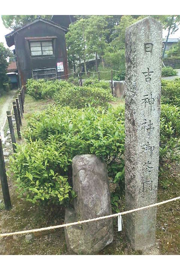 滋賀県大津市の日吉茶園