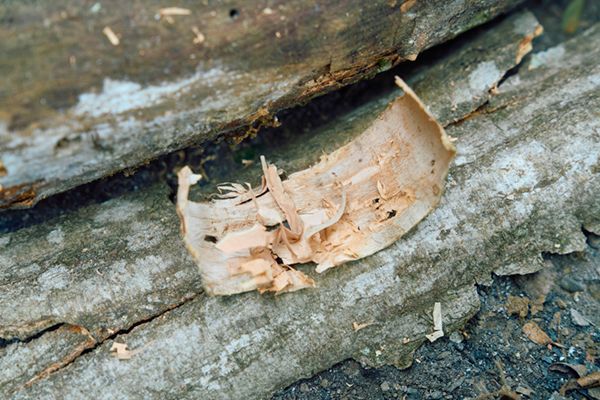 上級キャンパーが焚き火のやり方をやさしく解説！焚き火とソロストーブの手順のコツとは？