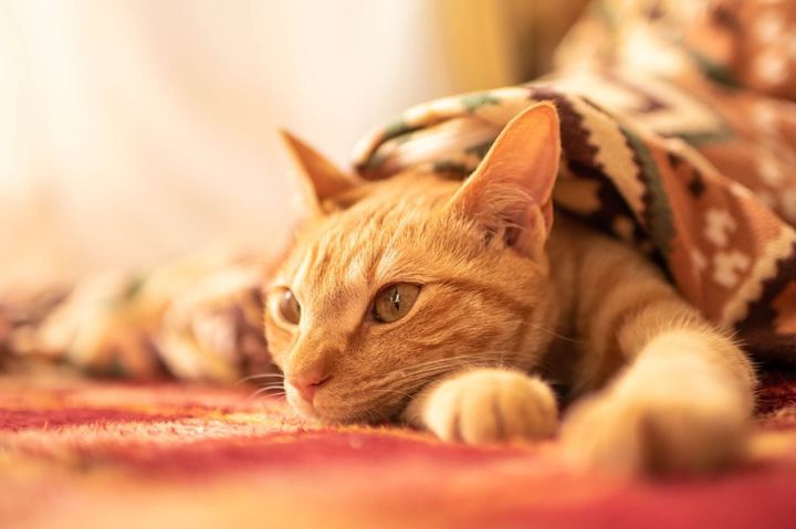 猫に「こたつ」は危険…？