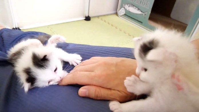 膝の上に乗った子猫達