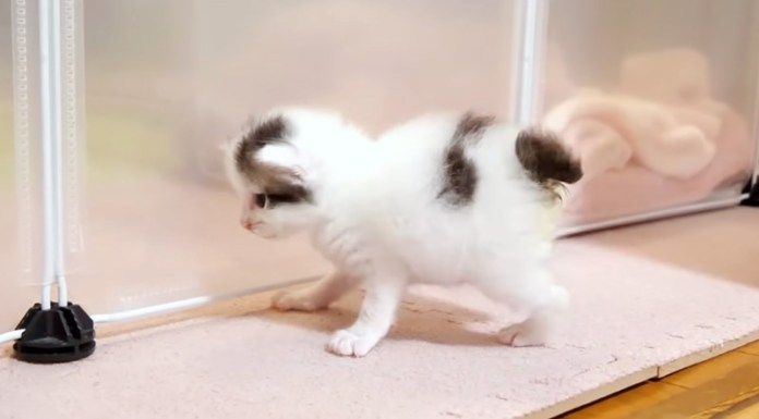 やんのかステップを繰り出す子猫