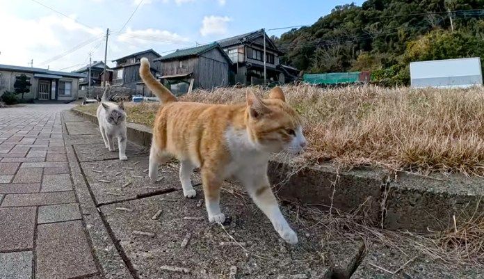ついて来る猫達