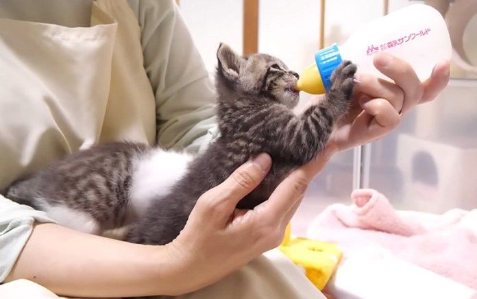 ミルクを飲む子猫